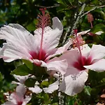 Hébergement de vacances Casa Do Hibisco
