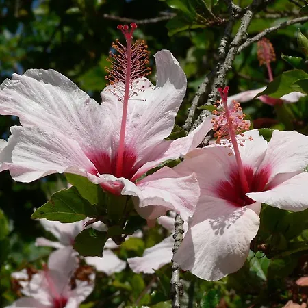 Semesterbostad Casa Do Hibisco